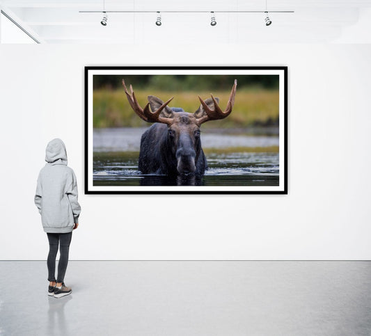 Bull Moose - Algonquin Provincial Park (Custom Framed)